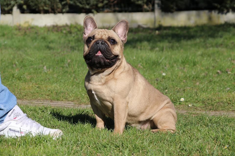 Nutsie Du Domaine Des Boule Rott