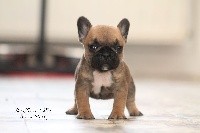 CHIOT