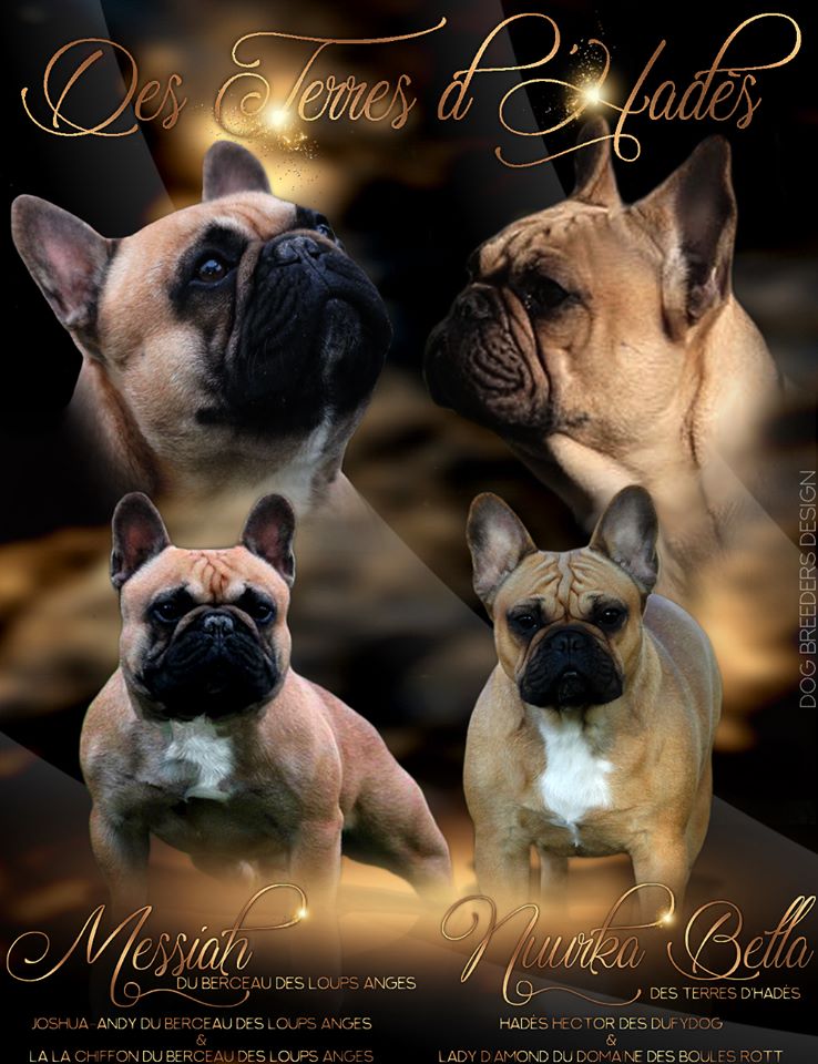 Des Terres D'Hades - Bouledogue français - Portée née le 20/12/2018